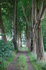 A path winds through a dense row of tall trees, sunlight filtering through the canopy.  Green grass borders the path. Lush greenery surrounds the trees.