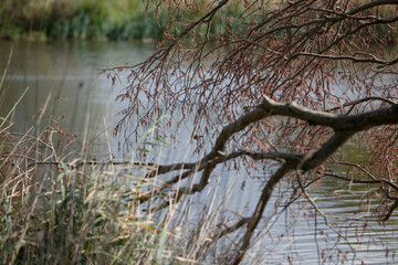 Bare branches of a tree overhang a calm river.  Dried leaves and reeds frame the water's edge.