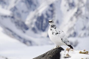 山岳地帯に住む鳥　ライチョウ（Rock ptarmigan）