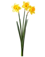 Bright yellow daffodils standing tall against a vibrant yellow background in springtime bloom