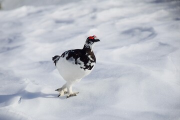 山岳地帯に住む鳥　ライチョウ（Rock ptarmigan）