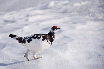 Obraz premium 山岳地帯に住む鳥 ライチョウ（Rock ptarmigan）