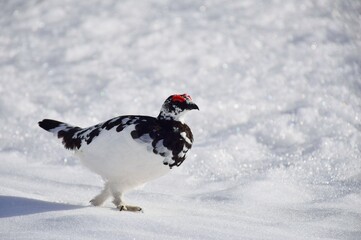 Obraz premium 山岳地帯に住む鳥 ライチョウ（Rock ptarmigan）