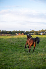 stallion enjoying a time free in a grass field