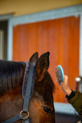 horse in a stable and a woman brushing him
