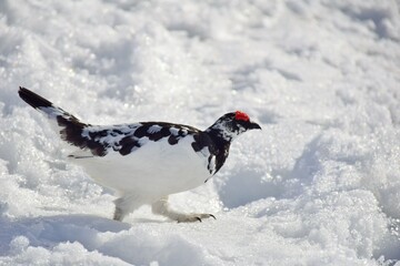 山岳地帯に住む鳥　ライチョウ（Rock ptarmigan）