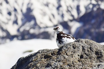 山岳地帯に住む鳥　ライチョウ（Rock ptarmigan）