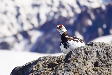 山岳地帯に住む鳥　ライチョウ（Rock ptarmigan）