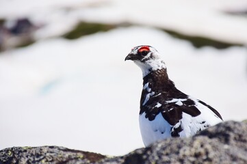 山岳地帯に住む鳥　ライチョウ（Rock ptarmigan）