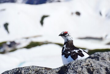 Obraz premium 山岳地帯に住む鳥 ライチョウ（Rock ptarmigan）