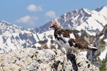 山岳地帯に住む鳥　ライチョウ（Rock ptarmigan）