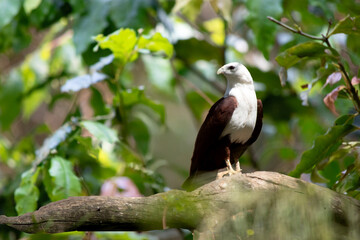 the brahminy kite is perched on a branch