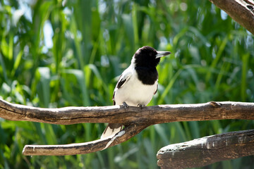 the butcher bird is perched on a branch
