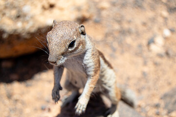 squirrel on the rock