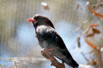 this is a side view of a dollar bird