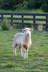 sheep and lambs