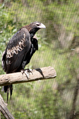 the wedge tailed eagle is sitting on a perch