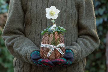 Christrose (Helleborus niger ) im Topf aus Zapfen in Frauenhänden