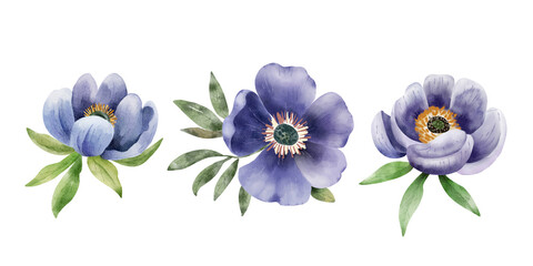 Watercolor anemone flowers in shades of purple with green leaves, on white background