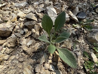 Hairy mullein plant. Latin name Verbascum thapsus. Close-up of fresh leaves of a mullein plant growing. Mullein plant with large soft leaves emerging. Greater or common mullein.
