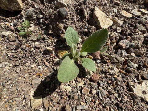Hairy mullein plant. Latin name Verbascum thapsus. Close-up of fresh leaves of a mullein plant growing. Mullein plant with large soft leaves emerging. Greater or common mullein.
