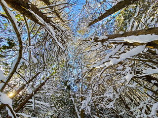 Obraz premium Skyward View of Snow-Covered Tree Branches with Blue Sky Pattern