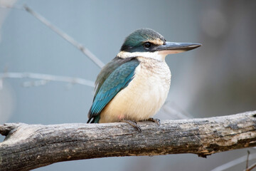 The scared kingfisher is perched on a branch