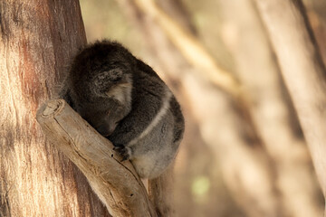 the koala is  sleeping on a branch