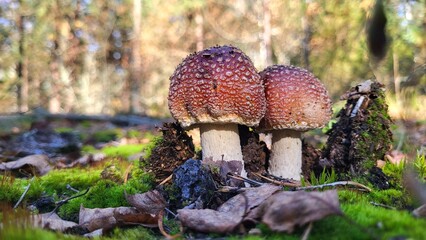 A couple of brown fly agarics in a sunny autumn forest