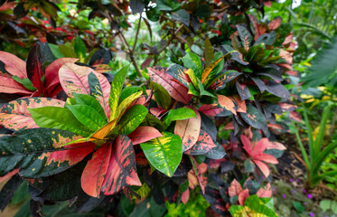Fire croton plant. Codiaeum variegatum. © M-Production