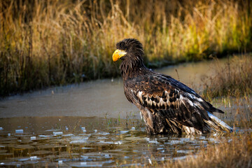 Young Steller's sea eagle, Haliaeetus pelagicus, breaks ice and looking for food in frozen lake. Pacific sea eagle in frosty morning. Winter nature. Heaviest eagle in the world. Majestic bird of prey.