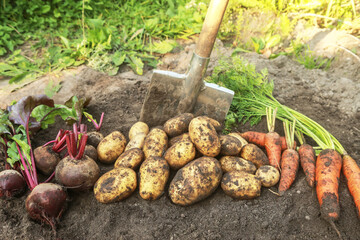 Harvest of organic root vegetables on soil ground in garden closeup. Autumnal freshly harvested carrot, beetroot and potatoes on sun in sunlight. Farming, harvesting concept