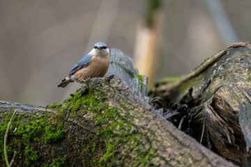 Kleiber im Wald auf einem Baumstamm mit Moos
