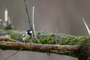 Kohlmeise sitzt auf dem Ast