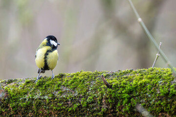 Kohlmeise beim Erkunden