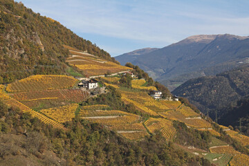 colori d'autunno nelle vigne sopra Chiusa (Bolzano)