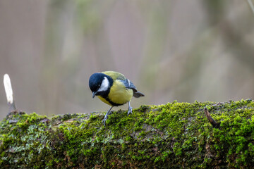 Kohlmeise beim Erkunden