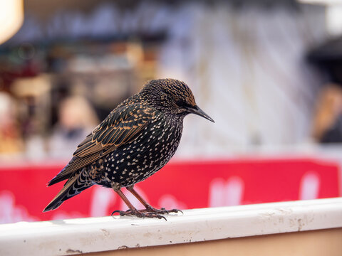 Invasion of common starlings in Berlin (Germany) - Powered by Adobe