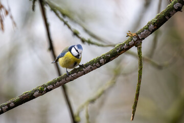 Blaumeise sitzend am Ast