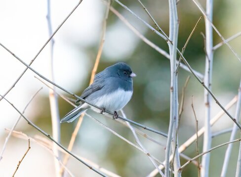 Dark-Eyed Junco