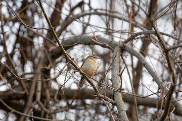 Carolina Wren