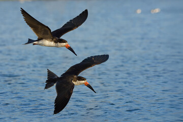 Black Skimmers in flight