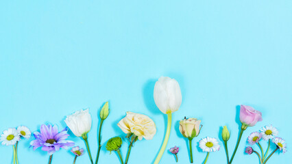 Spring composition. Delicate fresh natural flowers, tulips, daisies on blue background.