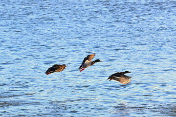 Kaczki krzyżówki © grzegorz