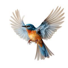 A realistic illustration of a bird in flight with its wings spread. The bird has bright blue plumage and an orange chest, standing out against a black background. 