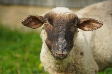 A sheep stands in a meadow with a blade of grass in the corner of its mouth and looks at the viewer