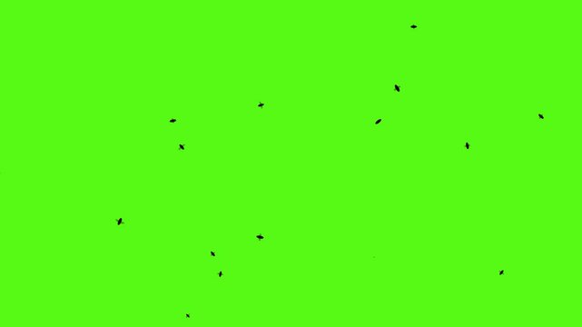 Flying flies animation on green