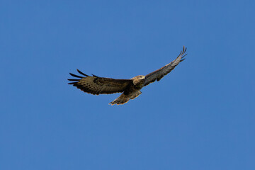 Common Buzzard (Buteo buteo), spotted over Baldoyle Racecourse, Dublin; common in Europe
