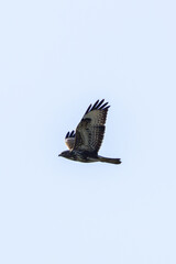Common Buzzard (Buteo buteo), spotted over Baldoyle Racecourse, Dublin; common in Europe