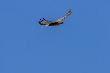 Common Buzzard (Buteo buteo), spotted over Baldoyle Racecourse, Dublin; common in Europe